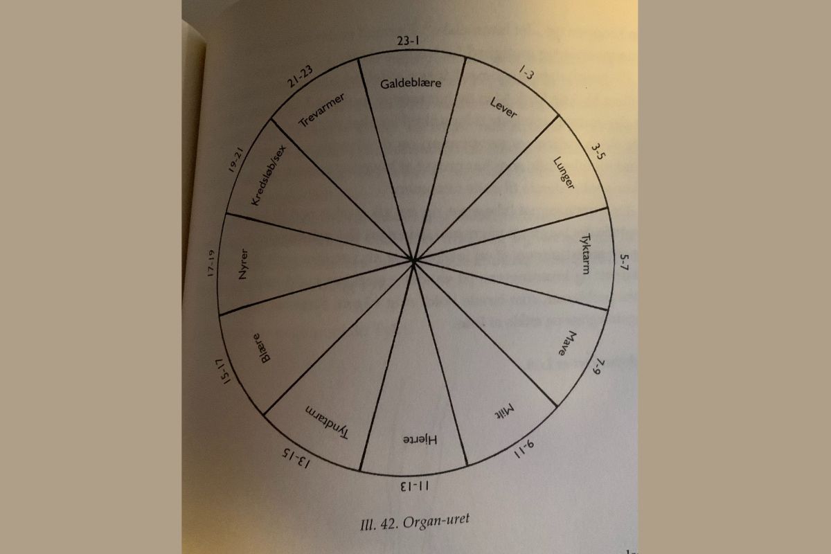 Organuret - illustration fra bogen: Sundhed og balance med de fem elementer. af Anne Wedege